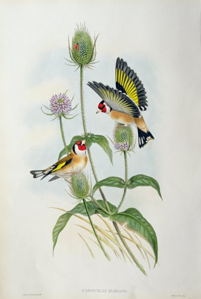 ゴールドフィンチ（Carduelis Elegans）（手塗りのlitho） 作： John Gould