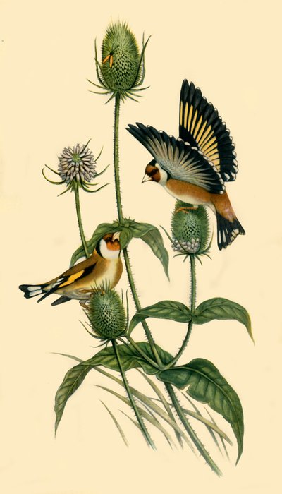 「ゴシキヒワ」、1863 年、1942 年。 作： John Gould