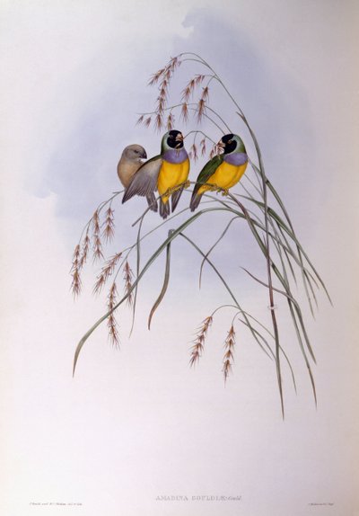 グールドフィンチ（Chloebia or Erythrura gouldiae）、ジョン・グールドによるエングレーヴィング 作： John Gould