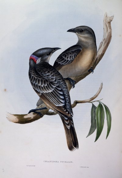グレート・バワーバード（Chlamydera nuchalis）、「Birds of Australia」からの抜粋 作： John Gould