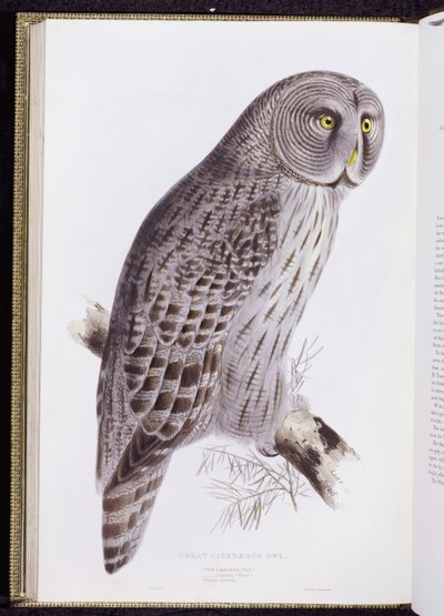 グレート・シネリアス・フクロウ、「イギリスの鳥」、ロンドン、1862年から73年に出版 作： John Gould
