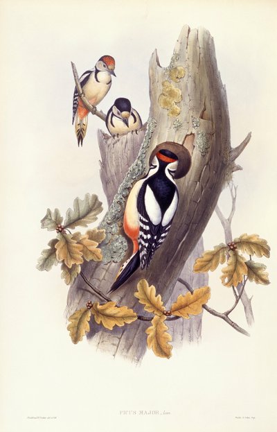 大斑点キツツキ（Dendrocopos major）、ジョン・グールドによるエングレーヴィング 作： John Gould