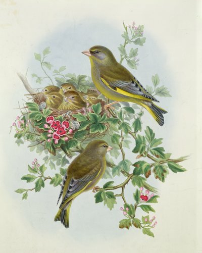 Greenfinch、1873（トイレ、紙に鉛筆） 作： John Gould