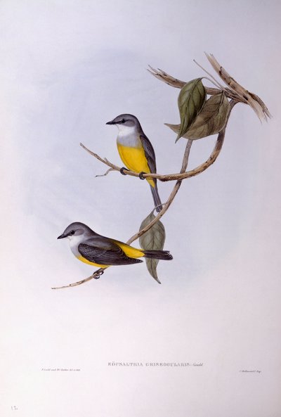 グレイ・ブレスト・ロビン（Eopsaltria griseogularis）、ジョン・グールドによるエングレーヴィング 作： John Gould