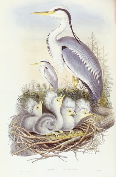 グレイヘロン（Ardea cinerea）、ジョン・グールドによる彫刻 作： John Gould