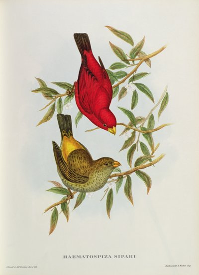 Haematospiza Sipahi、「Birds of Asia」、Vol。 I、Parts I-VI、John Gould、1850-54 作： John Gould