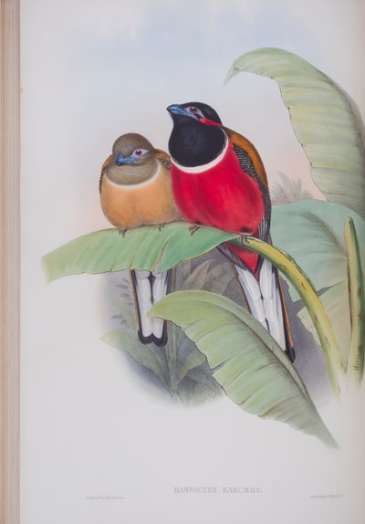 Harpactes Kasumba、ジョングールド著英国の鳥のプレート、1862〜73年公開（手塗りのリソ） 作： John Gould