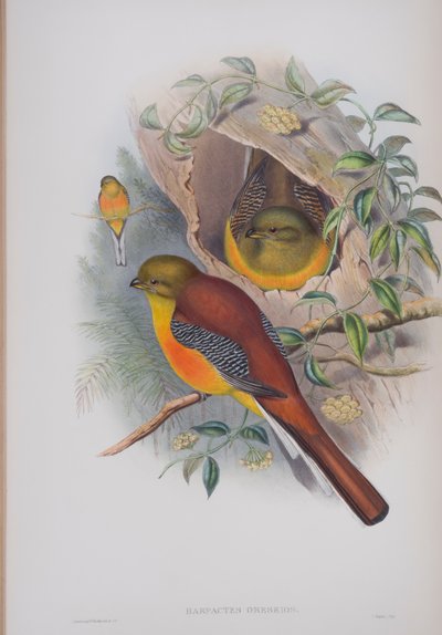 Harpactes Oreskios、ジョングールドによるイギリスの鳥のプレート、1862〜73年公開（手彩色のリソ） 作： John Gould