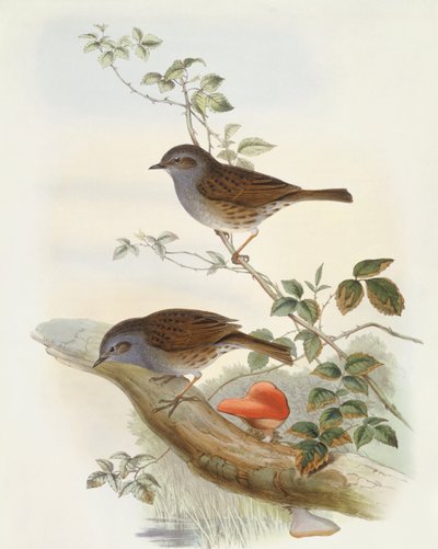 ジョン・グールドが描いたヘッジ・アクセント（Prunella modularis）。 作： John Gould