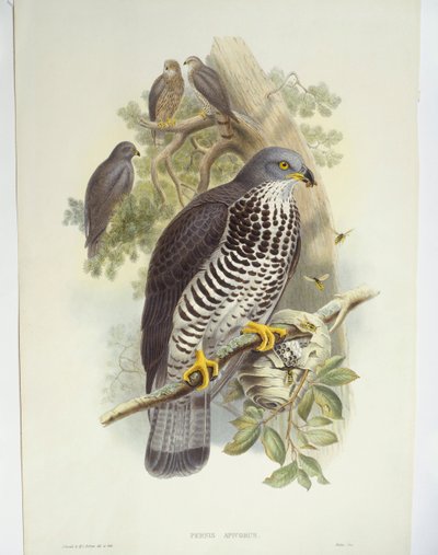 ハニーブザード（Pernis apivorus）、イラスト 作： John Gould