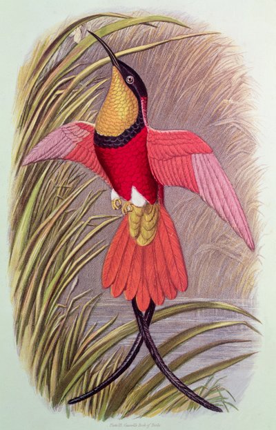 ハミングバード：クリムゾントパーズ、「カッセルの鳥の書」のプレート23、1870年頃 作： John Gould
