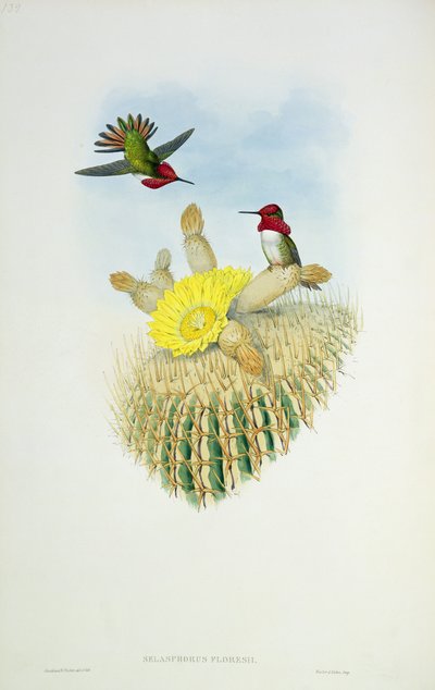 ワルターとコーンによって刻まれたハミングバード 作： John Gould