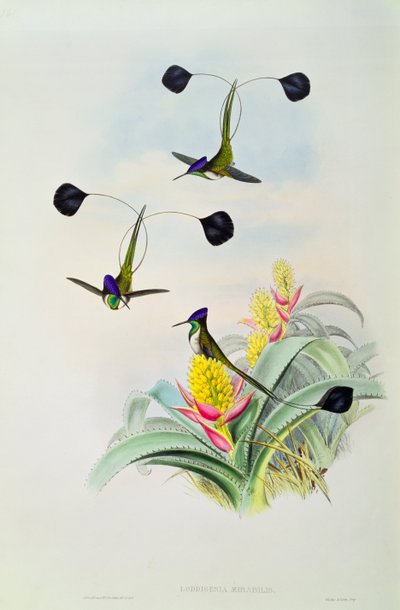 ウォルターとコーンによって刻まれたハチドリ 作： John Gould