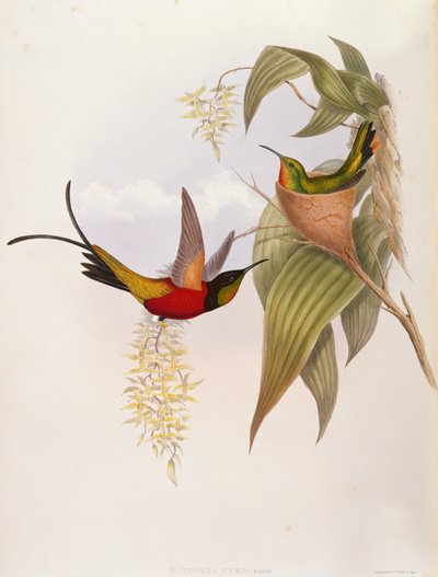 ハチドリ (Topaza Pyra) トロチルドのモノグラフから 作： John Gould