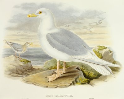 アイスランドカモメ（Larus glaucoides）、ジョン・グールド氏によるエングレーヴィング 作： John Gould
