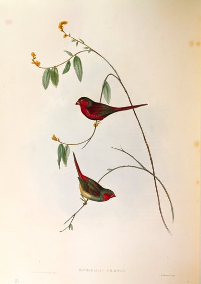 ジョン・グールド著「オーストラリアの鳥」より、クリムゾン・フィンチNeochmia phaetonを描いたイラスト、カラー・エングレーヴィング。 作： John Gould