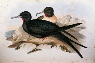 ジョン・グールド著「オーストラリアの鳥」より、オスカー・ドレスラーによる小水扁鳥Fregata arielのイラスト。 作： John Gould