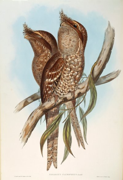 ジョン・グールドの「The Birds of Australia」から、オスカー・ドレスラーによるTawny Frogmouth Podargus strigoidesのイラスト。 作： John Gould