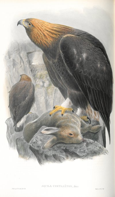 アクイラChrysaetos（ゴールデンイーグル）のイラスト 作： John Gould