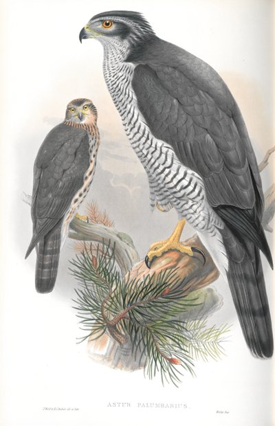 Astur Palumbarius（オオタカ）のイラスト 作： John Gould