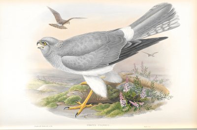 サーカスサイアヌス（編ハリアー）のイラスト 作： John Gould