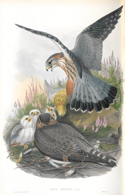 Falco Aesalon（Merlin）のイラスト 作： John Gould