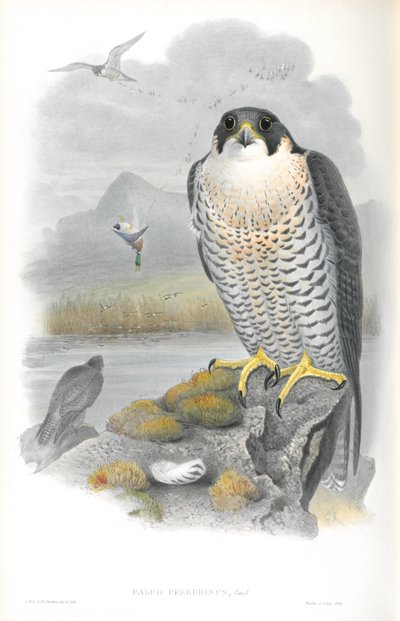 ファルコペレグリヌス（ハヤブサ）のイラスト 作： John Gould