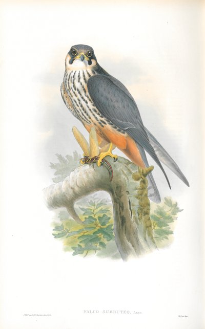 ファルコサブブテオのイラスト（ホビー） 作： John Gould
