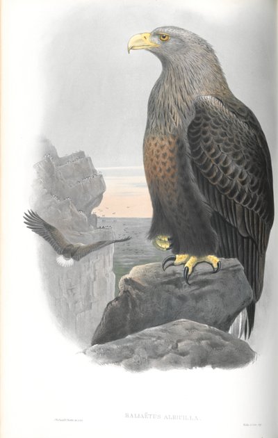 Haliaetusアルビシラ（シーイーグル）のイラスト 作： John Gould