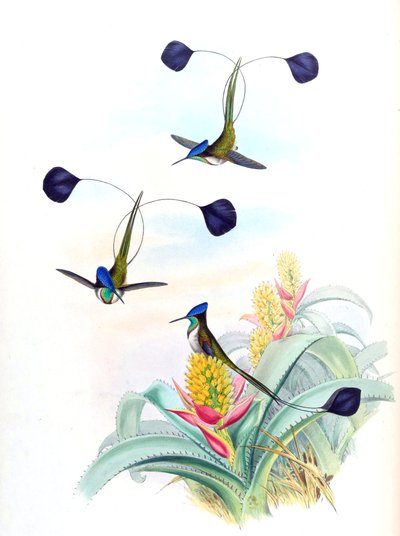 Aechmea mertensii（syn。A. mucronifloraとして）（ブロメリア）のLoddigesia mirabilis（ハチドリ）のイラスト 作： John Gould