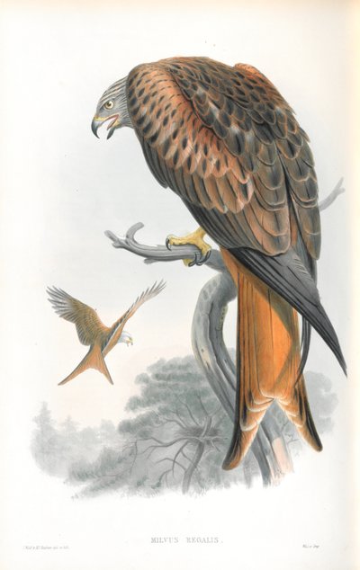 ミルバス・レガリスのイラスト（カイト;グレッド） 作： John Gould