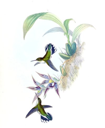 Paphinia cristata（蘭）のPhlogophilus hemileucurusのイラスト 作： John Gould