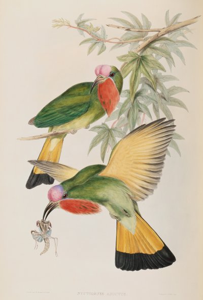アジアの鳥のカワセミ (Nyctiornis Amictus) 作： John Gould