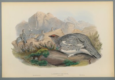 Lagopus Mutus、Autumn Plumage：Common Ptarmigan（color litho on wove paper） 作： John Gould