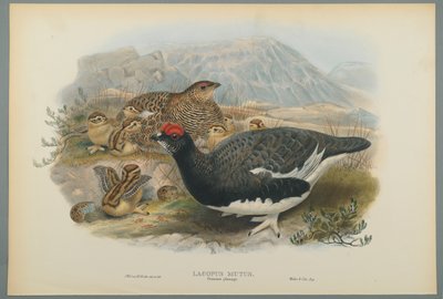 Lagopus Mutus、Summer Plumage：Common Ptarmigan（color litho on wove paper） 作： John Gould