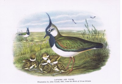 ラップウィングとヤング、イギリスのネイチャー、コリンズ発行、1946 作： John Gould