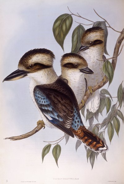 笑うクッカブラ（Dacelo novaeguineae）、ジョン・グールドによるエングレーヴィング 作： John Gould