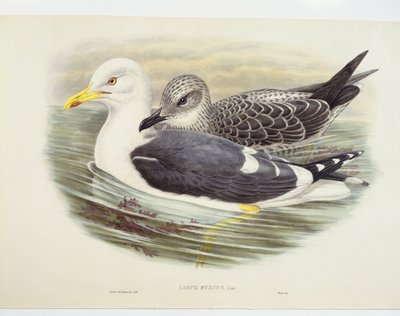 小柄な黒髪のカモメ（Larus fuscus）、イラスト 作： John Gould