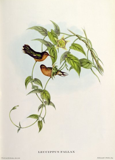 leucippus favor 作： John Gould