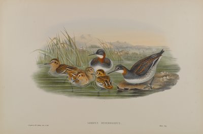 Lobipes Hyperboreus-赤首ファラロープ 作： John Gould