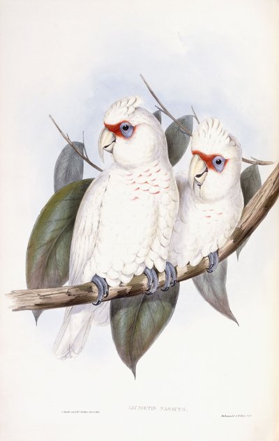 長期請求コカトゥー 作： John Gould