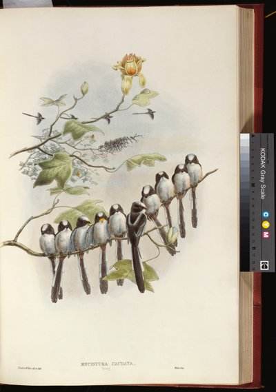 エナガ 作： John Gould