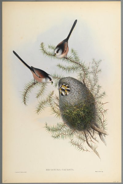 Mecistura Caudata-ロングテールのシジュウカラ（織り紙にカラーリソ） 作： John Gould