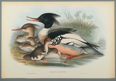 Mergus Serrator：Merganser（織り紙にカラーリソ） 作： John Gould