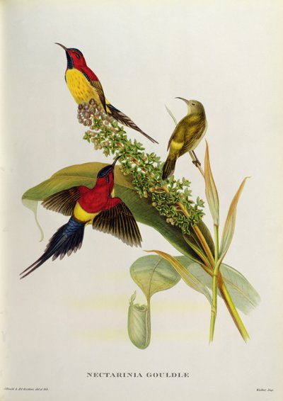 19世紀の「熱帯の鳥」からのネクタリニアゴールデ 作： John Gould