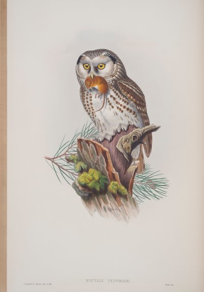 Nyctale Tengmalmi、ジョングールドのイギリスの鳥のプレート、1862〜73年公開（手塗りのリソ） 作： John Gould