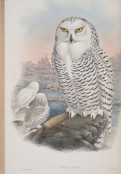 Nyctea Nivea、ジョングールドによるイギリスの鳥のプレート、1862〜73年公開（手彩色のリソ） 作： John Gould