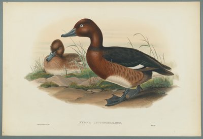 Nyroca Leucophtalmos：White Eyes、またはFerruginous Duck（織り紙にカラーリソ） 作： John Gould