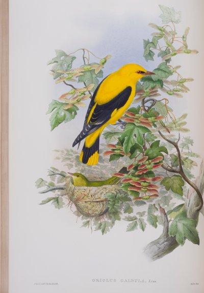 ジョングールドのイギリスの鳥のプレート、Oriolus Galbulaは1862-73年に出版されました（手塗りのlitho） 作： John Gould