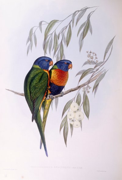 オーネイト・ロリケイト（Trichoglossus ornatus）、ジョン・グールドによるエングレーヴィング 作： John Gould